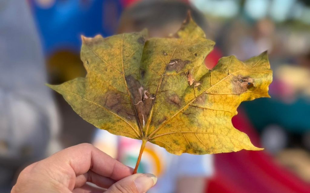 Child exploring a fall maple leaf on the Sunny Pointe playground in Northville